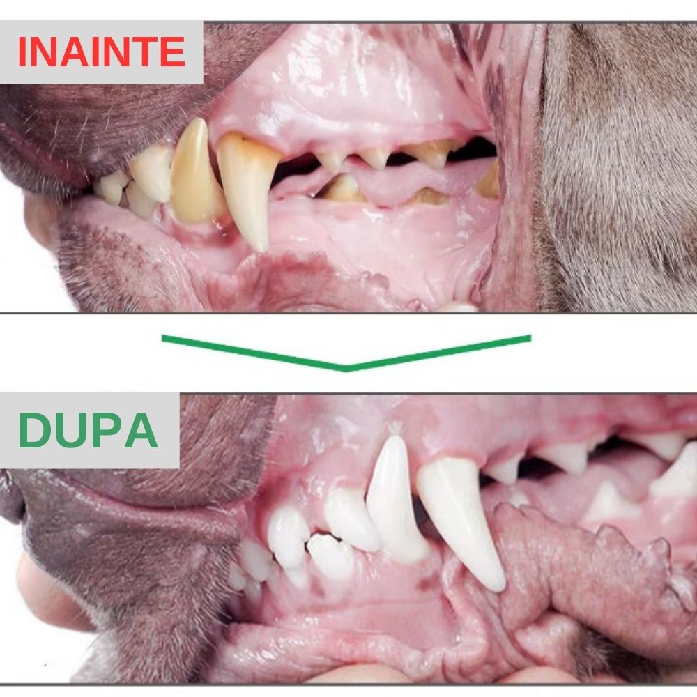 Pudra Dentara pentru Caini Oimmal® - pandamag.ro