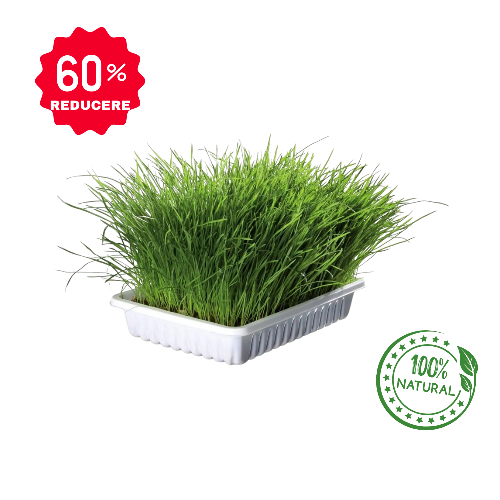 GreenMiau Ghiveci Iarba Pisicii